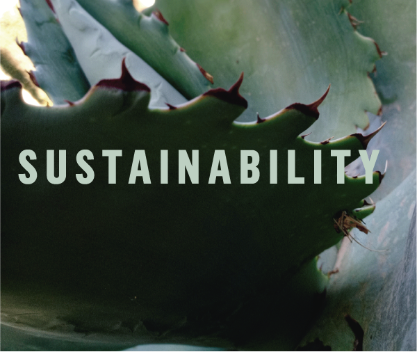 Danza Ensamble Mezcal