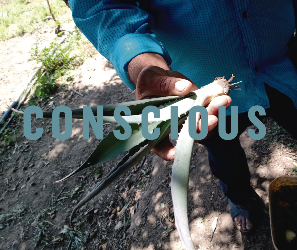 Danza Ensamble Mezcal